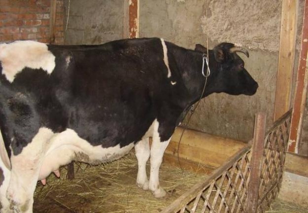 Основные способы раннего определения стельности коров