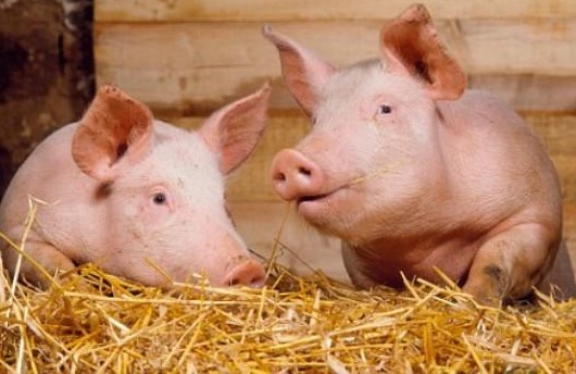 Откорм свиней в крестьянских хозяйствах для получения бекона