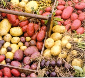 Ukraina sokrashhaet import ovoshhej