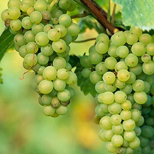 V jetom godu moldavane soberut 600 tysjach tonn vinograda