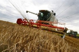 Ukrainskie agrarii uzhe jeksportirovali zagranicu 21 300 000 tonn zerna