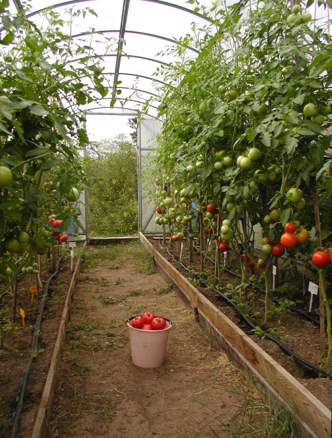 Bolezni pomidor v teplice