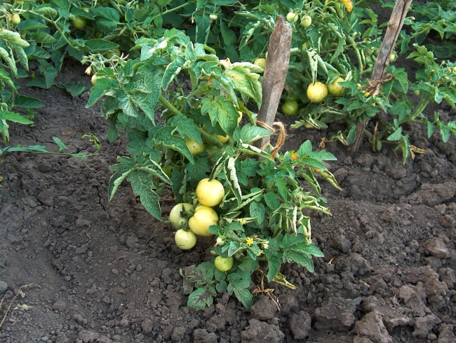 Podkormka tomatov