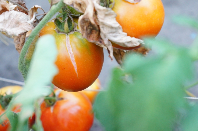 Profilaktika boleznej tomatov