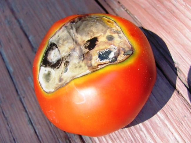 bor'ba s boleznjami pomidor