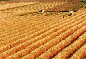 Ukrainskie agrarii namolotili 32.7 milliona tonn zerna