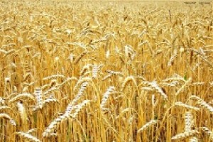 Za god Ukraina planiruet jeksportirovat' rekordnye 28 mln tonn zerna