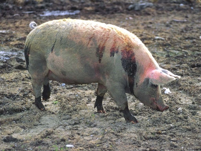 6 самых распространенных болезней свиней