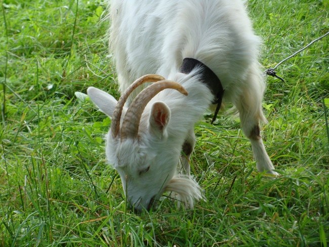 razvedenie koz v domashnih uslovijah