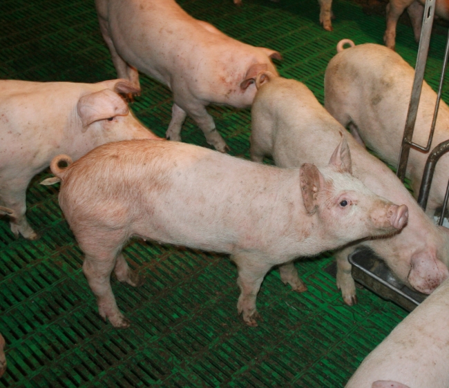 Аскаридоз у свиньи: причины, симптомы и лечение | компания NITA-FARM