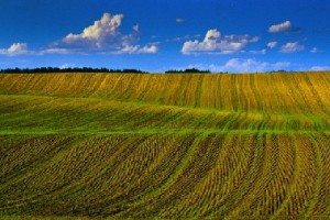 85 ukrainskih agrariev ne hotjat, chtoby otechestvennye zemli prodavalis' inostrancam