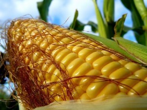 Agrarii Ukrainy uzhe jeksportirovali 3.4 milliona tonn kukuruzy