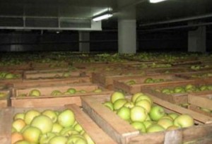 V frukto- i ovoshhehranilishha Ukrainy pomeshheno bolee 1.5 milliona tonn plodov