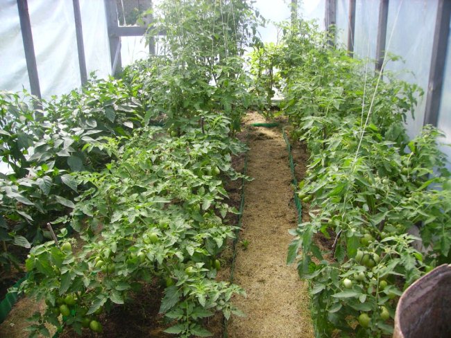 kak vyrastit' pomidory v teplice