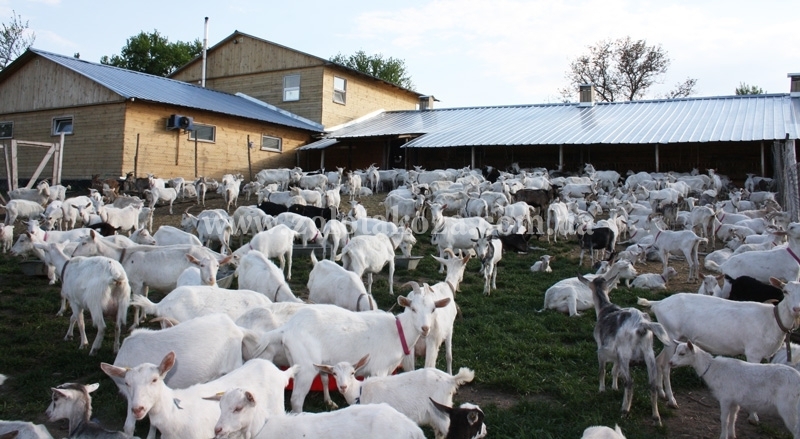 Na Kirovogradshhine sgorela ferma s 300-mi porodistymi kozami