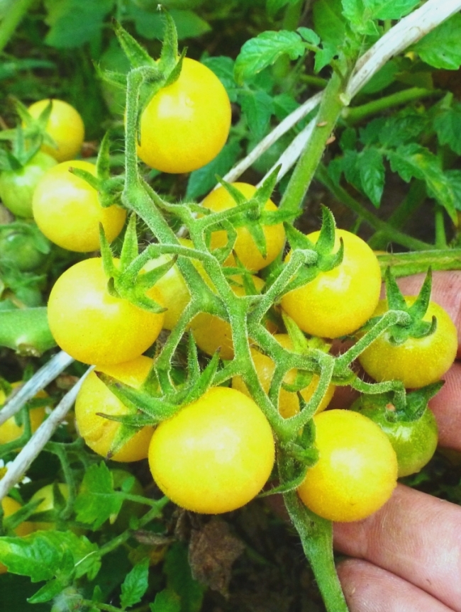 Желтые сорта томатов