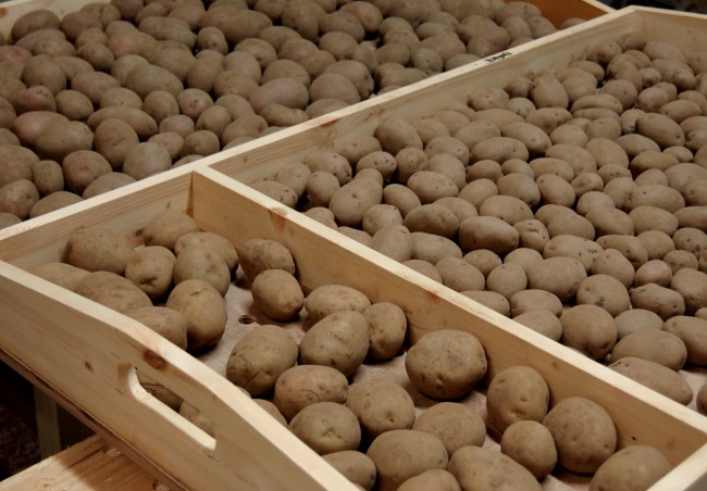 проращивание картофеля перед посадкой