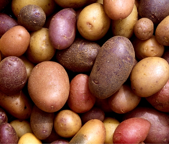 Лучшие сорта раннего картофеля