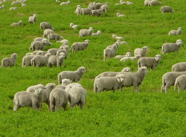 Болезни овец