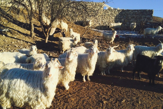 Лучшие пуховые породы коз