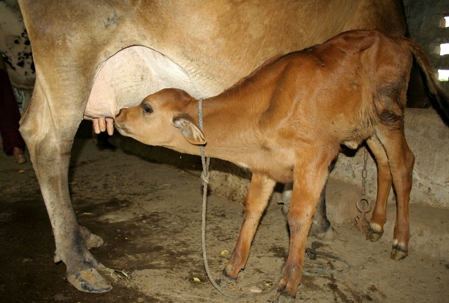 Кровавый понос у коровы: лечение, причины