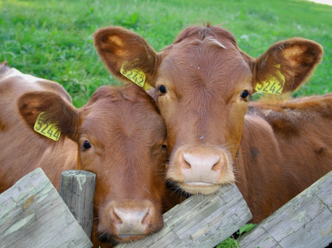 бородавки у коровы