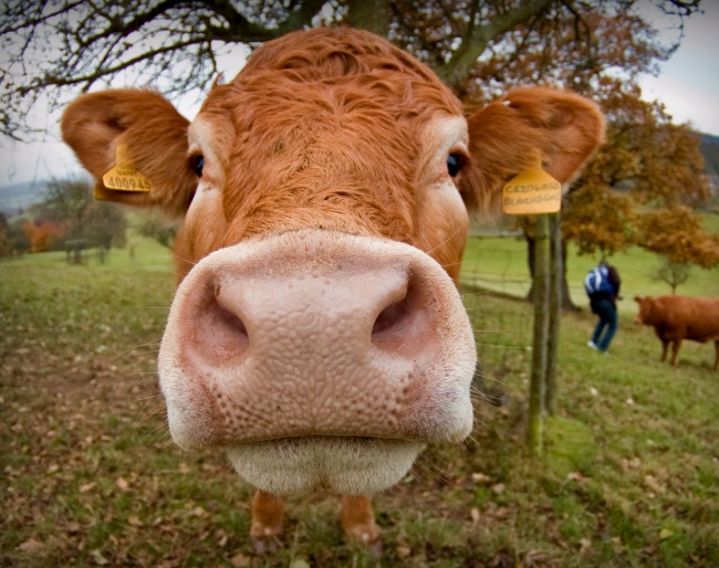 Метрит у коров: виды, характеристики и лечение