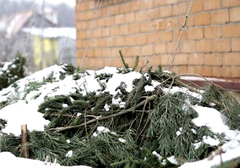 proč hortenzie nekvete, přezimující hortenzie