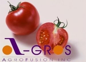 Na Nikolaevshhine postrojat krupnejshij v Evrope zavod po pererabotke tomatov