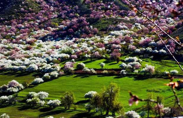 Cvetenie abrikosovoj doliny v Kitae - more belo-rozovoj nezhnosti (foto)4
