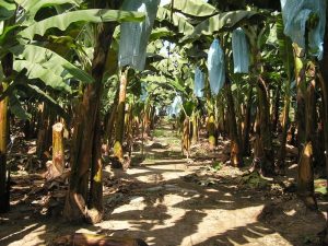 K koncu 21 veka na Zemle vozniknet deficit bananov, kukuruzy i fasoli