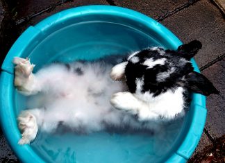 Кролики и жара