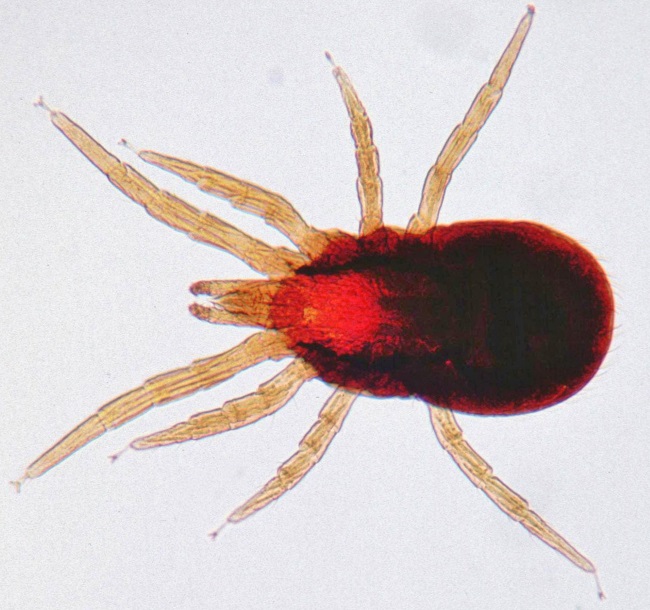 красный птичий клещ (Dermanyssus gallinae)