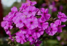 флокс подготовка к зиме