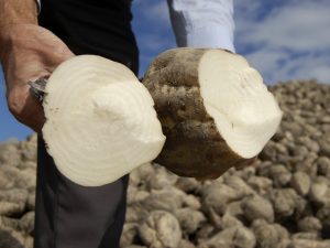 Sugar Beet