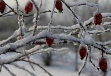 шиповник посадка и уход