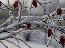 шиповник посадка и уход