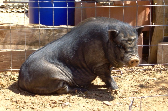 Лечение при падении свиней на ноги