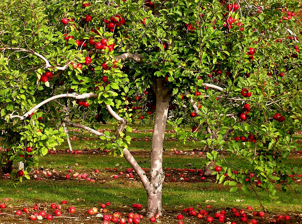 Что посадить возле яблони, груши, сливы, смородины? Совместимость садовыхкультур